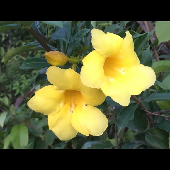 Meet your Posher, Alina - Picture 1 of 1